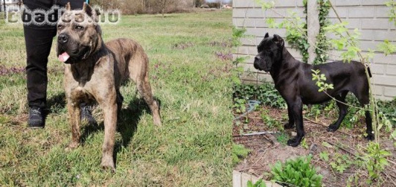 Cane Corso kiskutyák