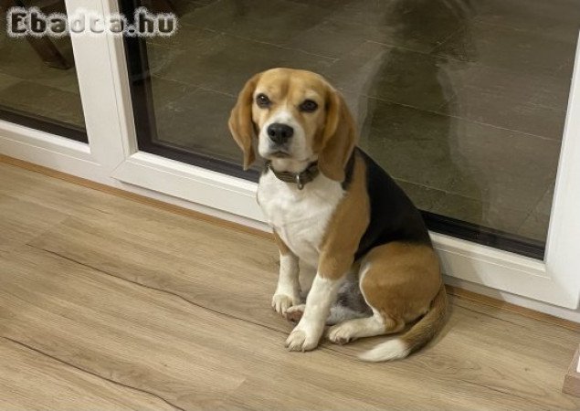 Beagle kan