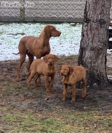 Magyar vizsla kiskutya