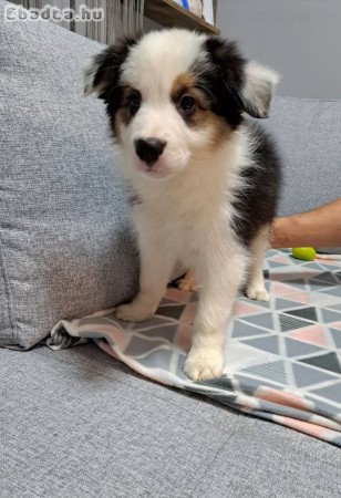 Törzskönyves Border Collie kiskutyák