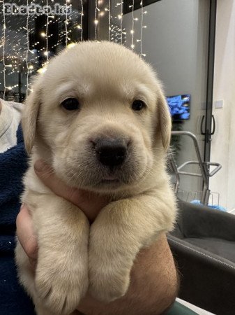 Labrador kiskutyák fajtatiszta igényes alomból