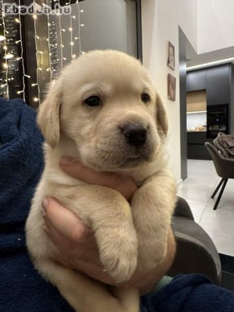 Labrador kiskutyák fajtatiszta igényes alomból