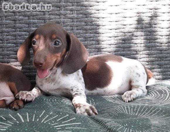 törpe tacskó eladó   ritka  és szép szìnváltozatok