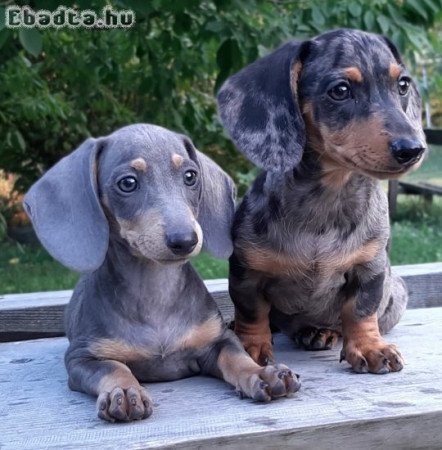 törpe tacskó eladó   ritka  és szép szìnváltozatok