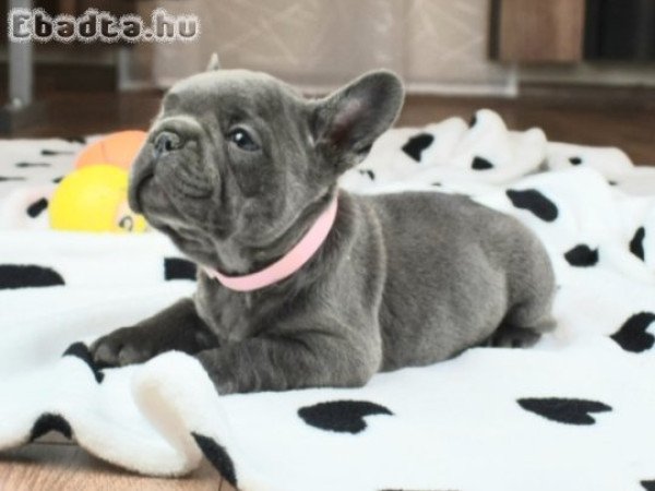 minőségi francia bulldog eladó kiskutyák blue
