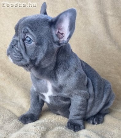 minőségi francia bulldog eladó kiskutyák blue