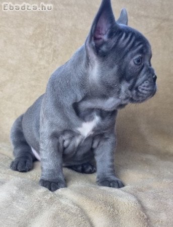 minőségi francia bulldog eladó kiskutyák blue
