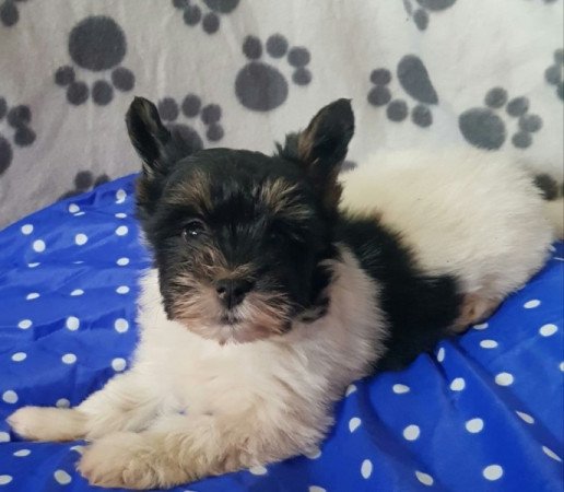 Yorkshire terrier biewer MINI