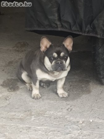 Francia Bulldog Blue tan szuka