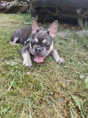 Francia Bulldog Blue tan szuka
