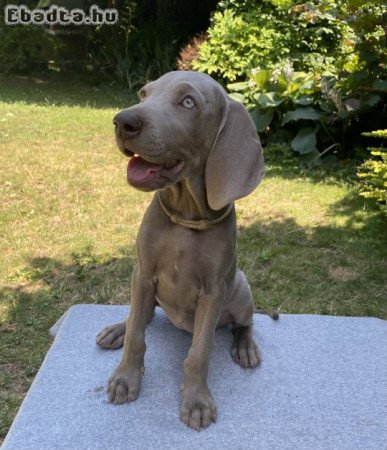 Weimari vizsla kiskutyák