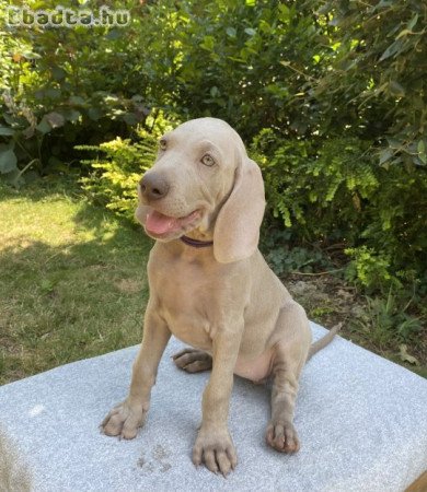 Weimari vizsla kiskutyák