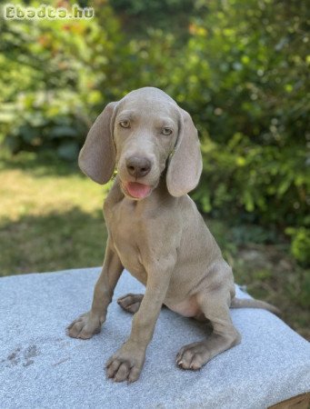 Weimari vizsla kiskutyák