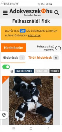 Border collie fajtatisztaj jellegű kiskutyák