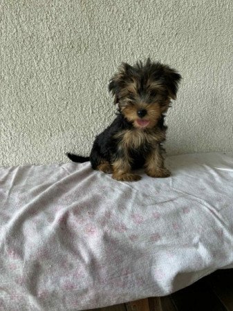 Yorkshire terrier