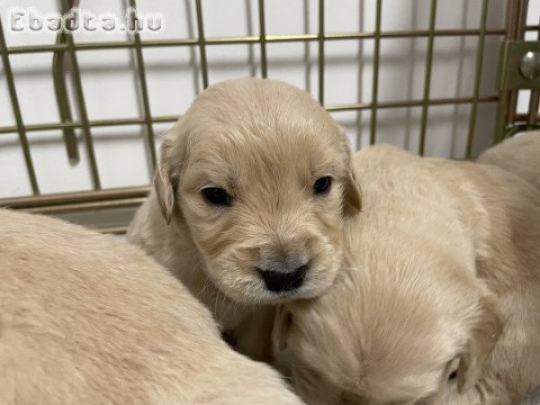 Golden retriever kiskutyák eladóak