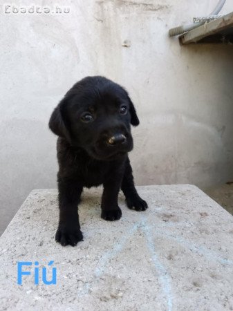 Labrador kiskutyák eladóak
