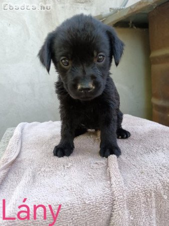 Labrador kiskutyák eladóak