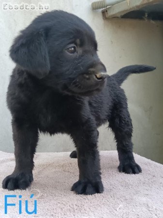 Labrador kiskutyák eladóak