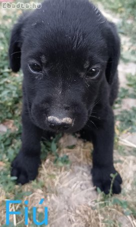 Labrador kiskutyák eladóak