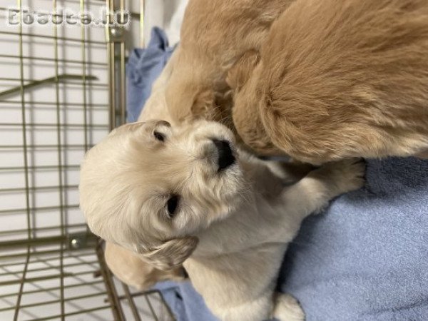 Golden retriever kiskutyák eladóak