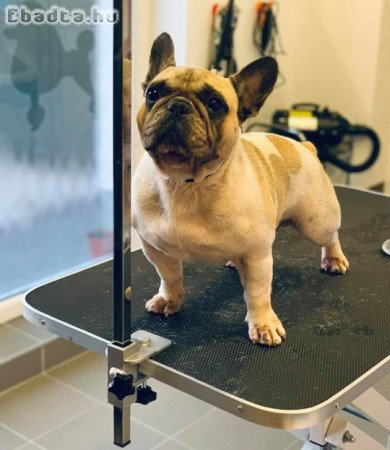 Törzskönyves fehér-beige Frania bulldog fedezne