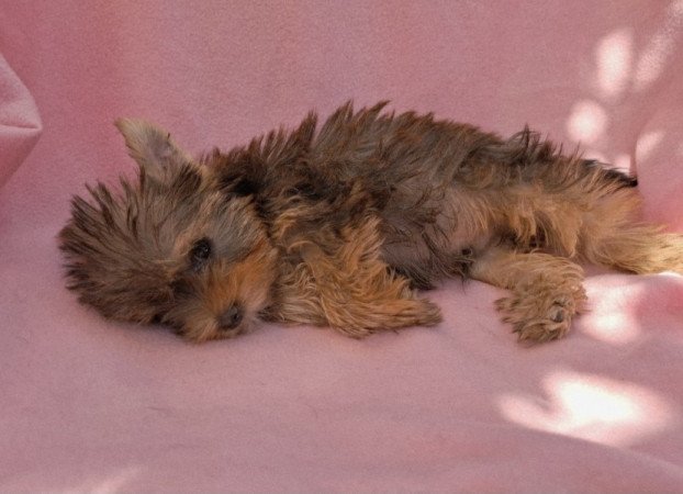 Yorkshire terrier