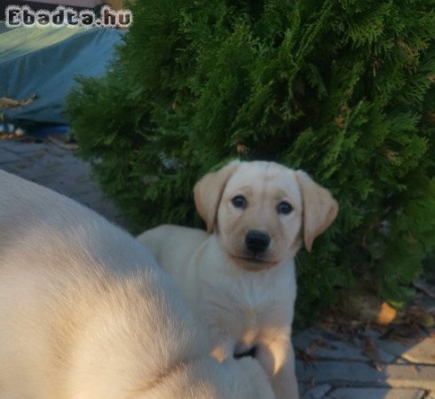 Labrador kiskutyák eladók!