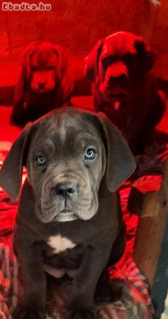 Cane corso szürke 8,5 hetesek