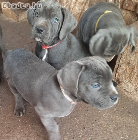 Cane corso szürke 8,5 hetesek