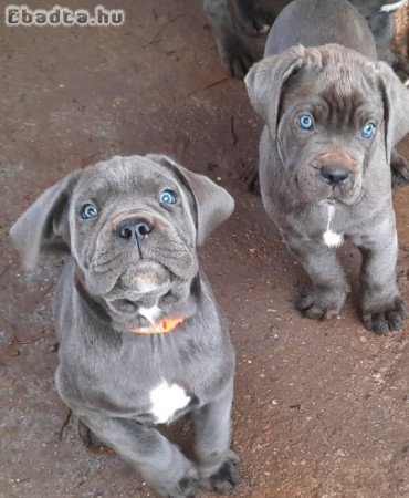 Cane corso szürke 8,5 hetesek