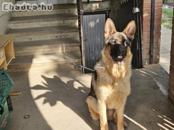 Kan német juhászkutya