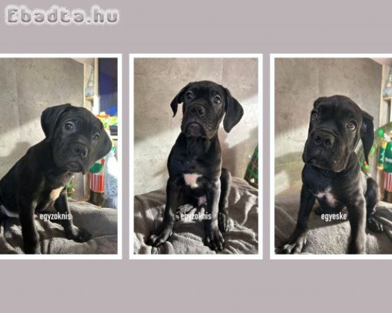 Cane Corso kölykök törzskönyves szülőktől