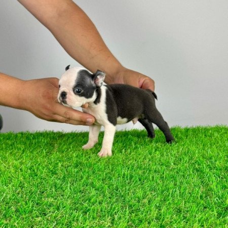 Boston terrier