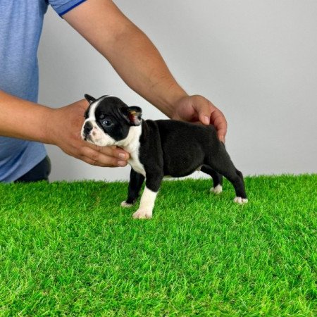 Boston terrier