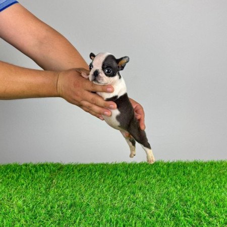 Boston terrier