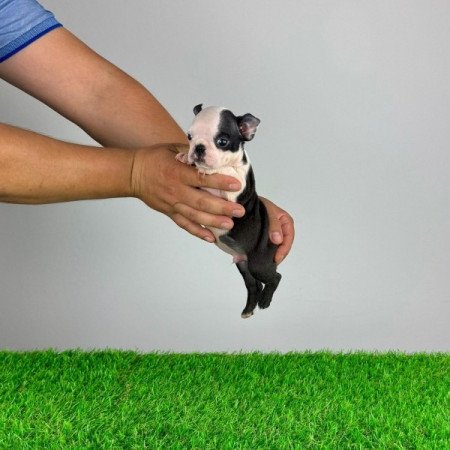 Boston terrier