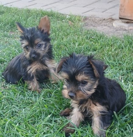 Yorkshire terrier
