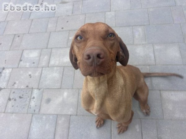 Magyar vizsla jellegű kutyus ingyen elvihető