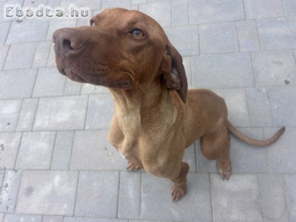 Magyar vizsla jellegű kutyus ingyen elvihető
