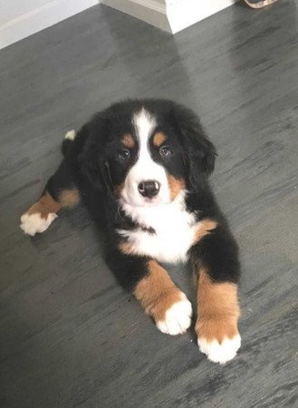 Bernese pastor  Kölykök