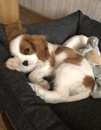 Cavalier king Charles spaniel