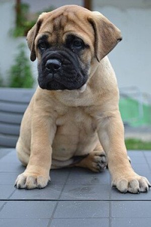 Angol Mastiff