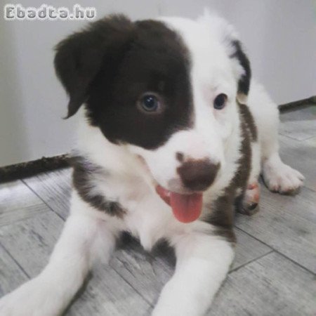 border collie kölykök