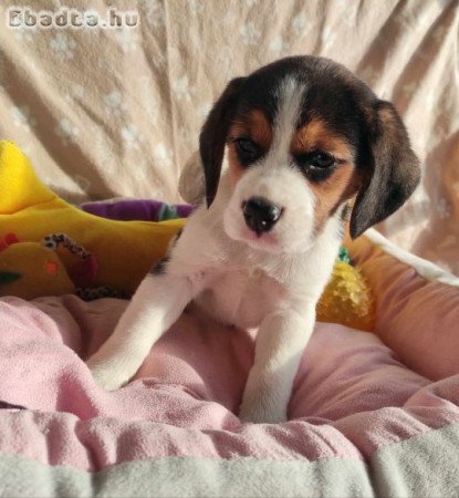 2 oltással gyönyörű tricolor beagle kislány