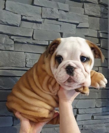 Angol bulldog Kölykök