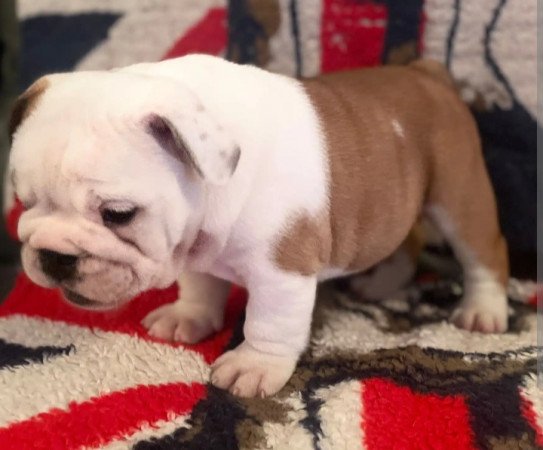 Angol bulldog Kölykök