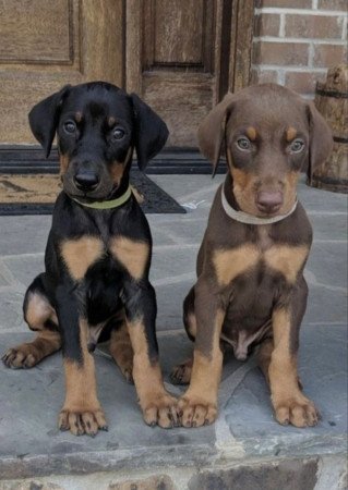 Dobermann Kölykök