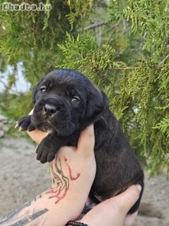 Cane Corso kölykök