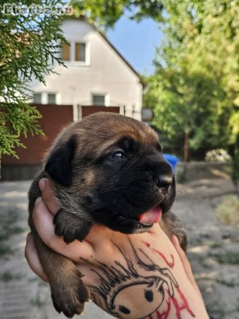 Cane Corso kölykök